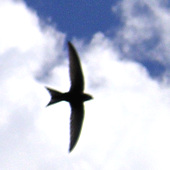 swift in sky