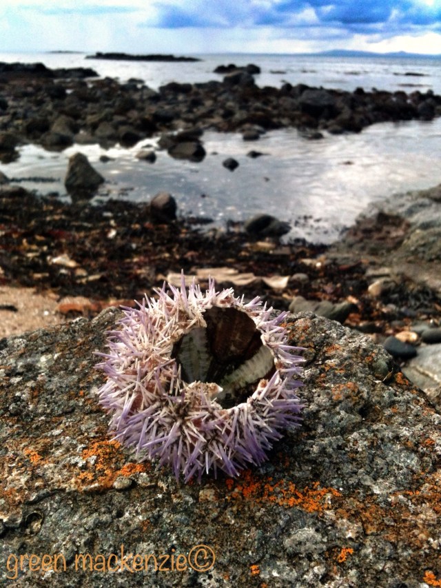 Urchin at Yellowcraig