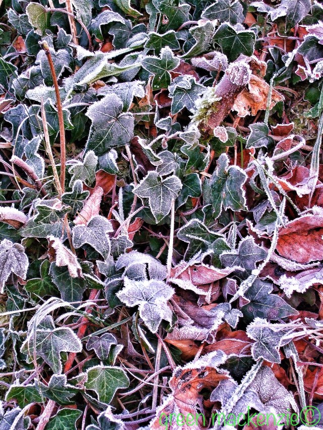 frosted ivy