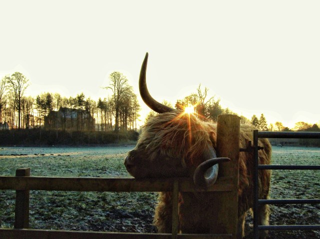 Midwinter - Dalkeith