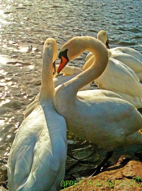Swans in Holyrood