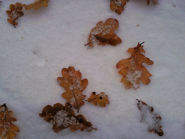 Leaves on snow - Dalkeith 2010
