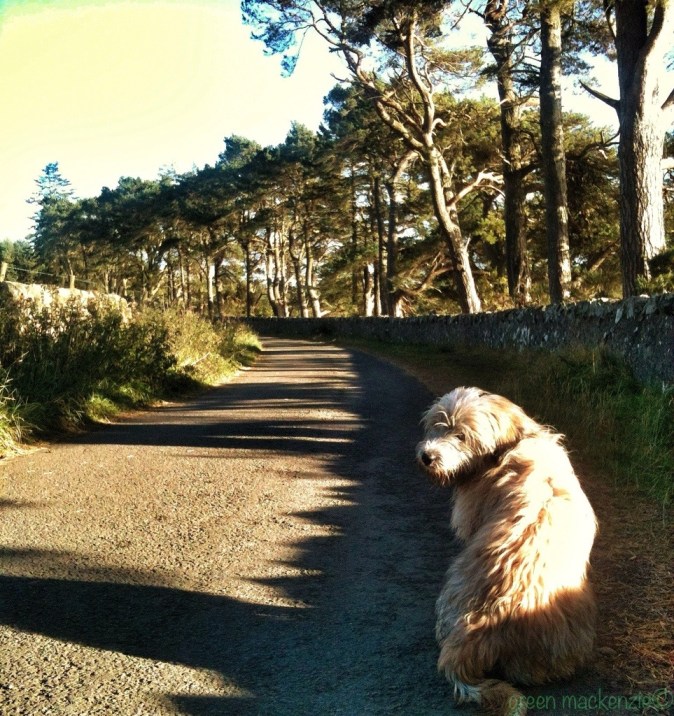 Is this the way? Glencourse in the Pentlands