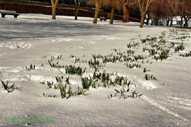 Winter Park with Daffodils 2013 Daffodils in Snow