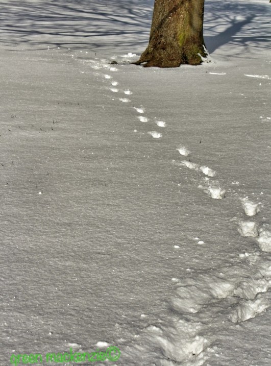 Mollys snow trail 2013 Snow trail