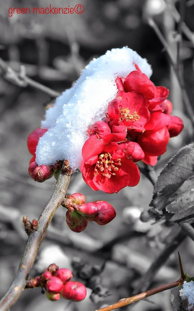 Crab apple blossom - March 2012 Crab apple blossom in snow