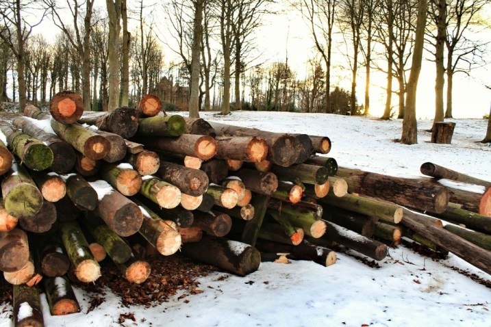 Wood pile 1 Wood pile - Dalkeith Palace 2013