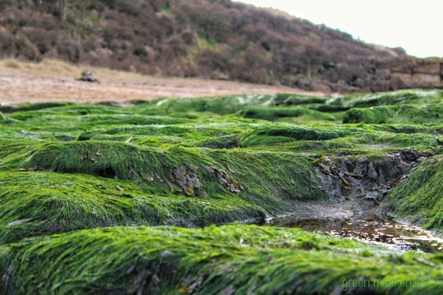 Seaweed Rug - Gullane