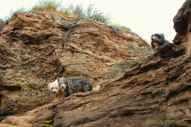 Cliff Face - Wrinkles and Dogs - Gullane 2013
