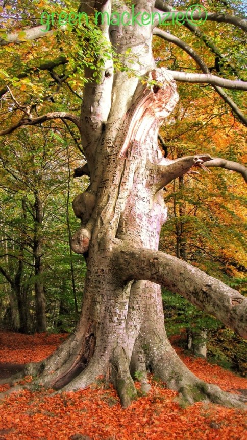 Beech Tree with Love Tatooes Beech Tree with Love Tatooes