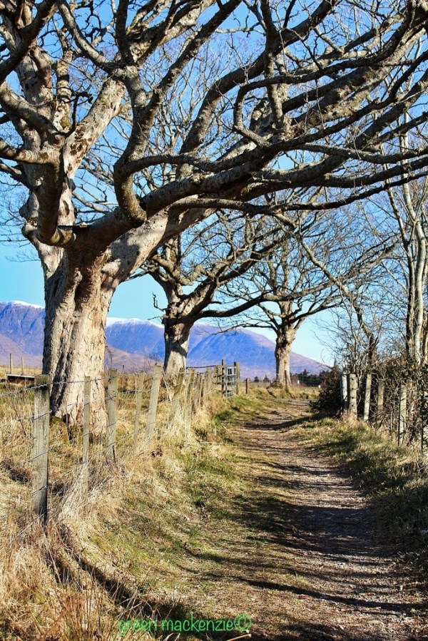 Plockton Brae in spring