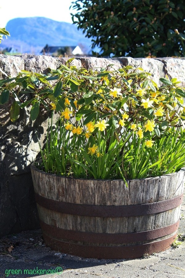 Vintage daffodil tub
