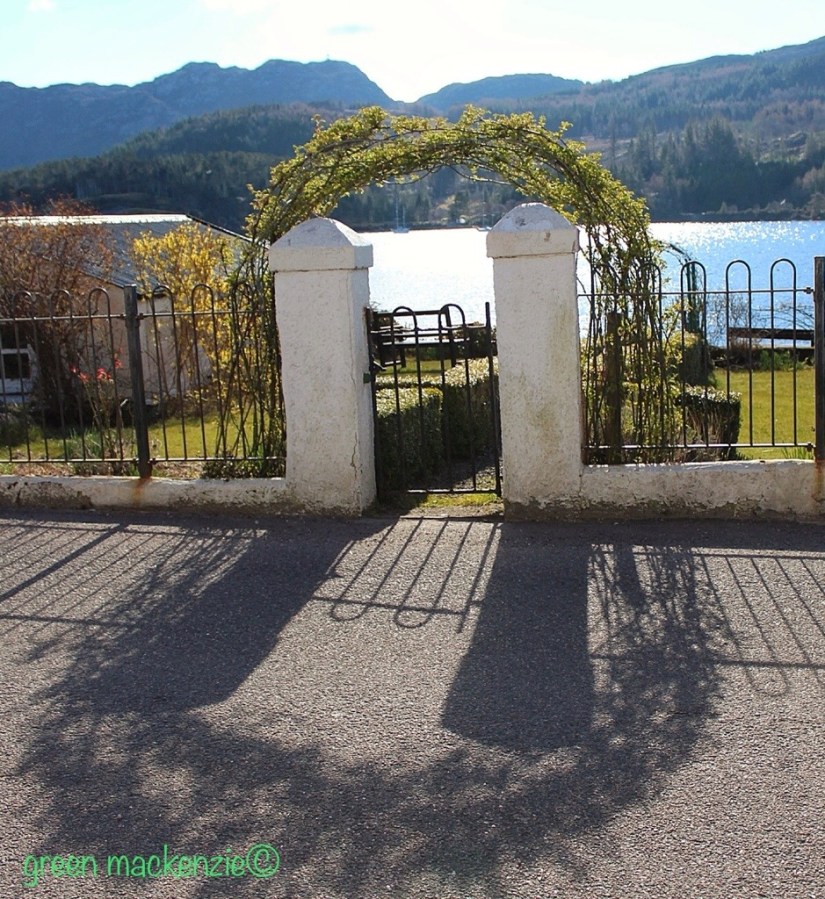 Easter Rose Arch Plockton