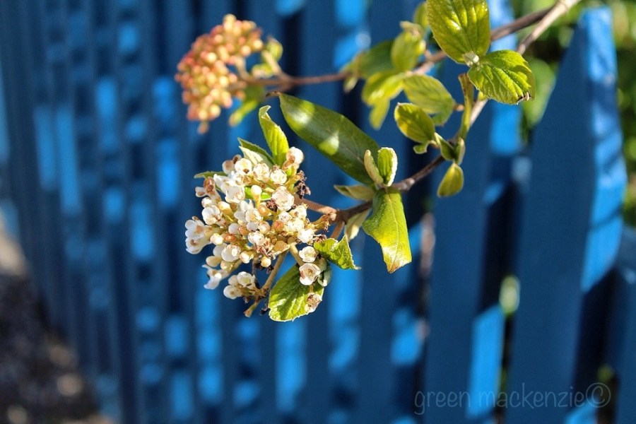 Spring Blossom Plockton