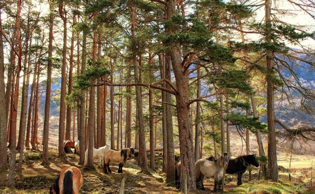 Icelandic Horses at home