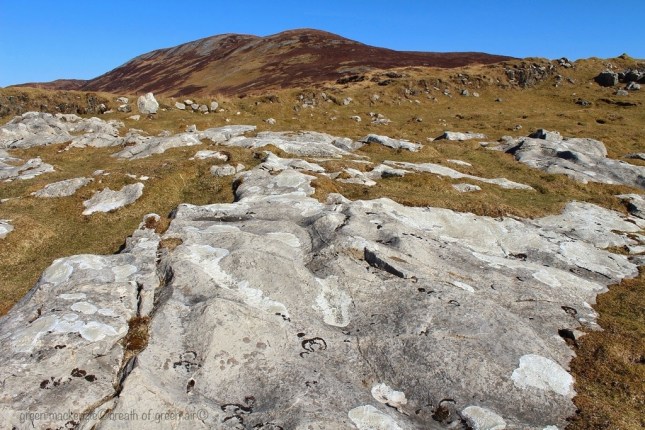 Bone white carpet Bone white carpet