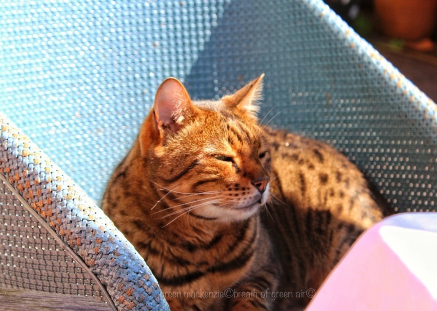Bengal enjoying the sun