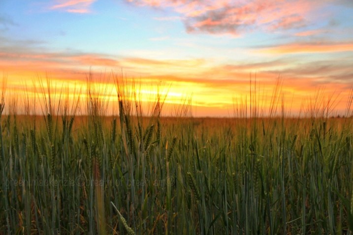 Sunset over wheat field