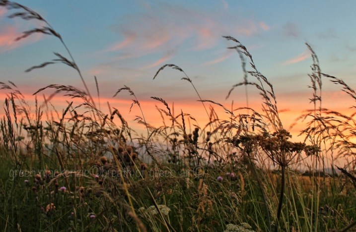 Wild grass at sunset