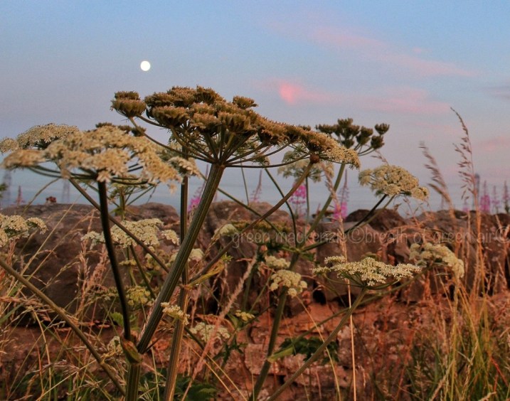 Full Moon at twilight - queen anne's lace