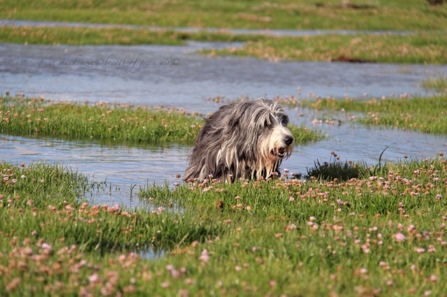 Bearded Collie on Skye