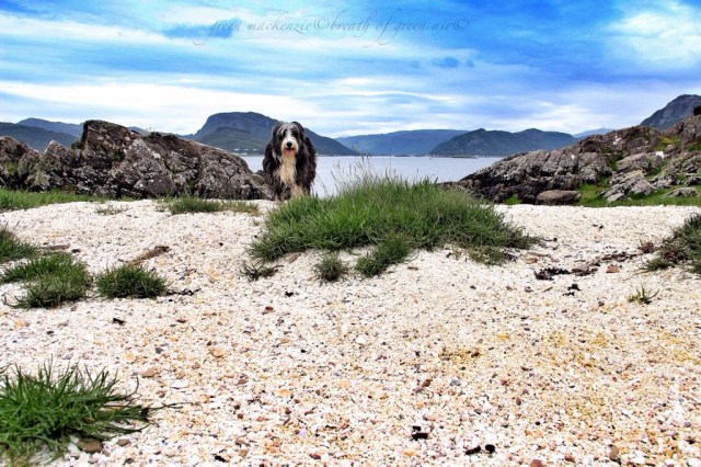 Bearded. Collie on coral beach Scotland