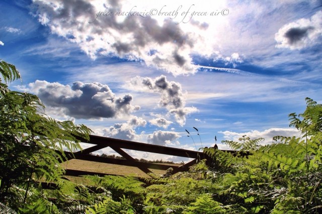 magic clouds over gate and ferns.jpg