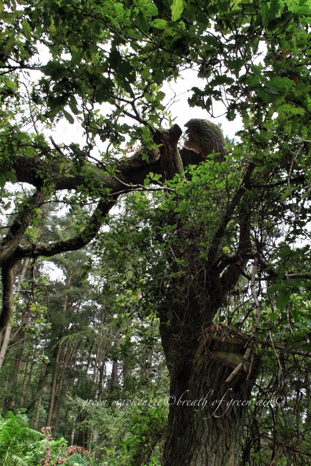 Broken oak tree.JPG