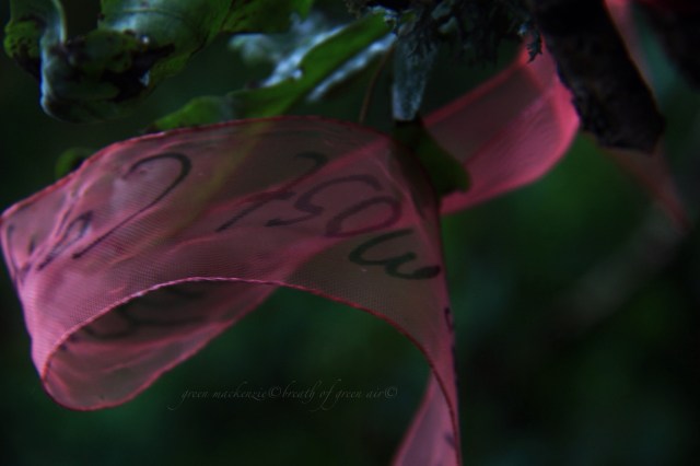 Red ribbon blowing in oak tree.JPG