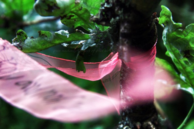 Red ribbon flying oak tree.JPG