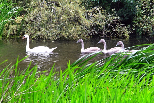 Swans swimming.JPG