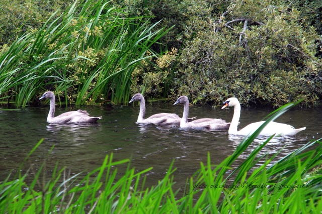 Swan family swimming.JPG